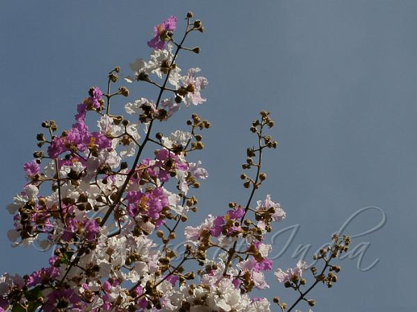 Tropical Crape Myrtle